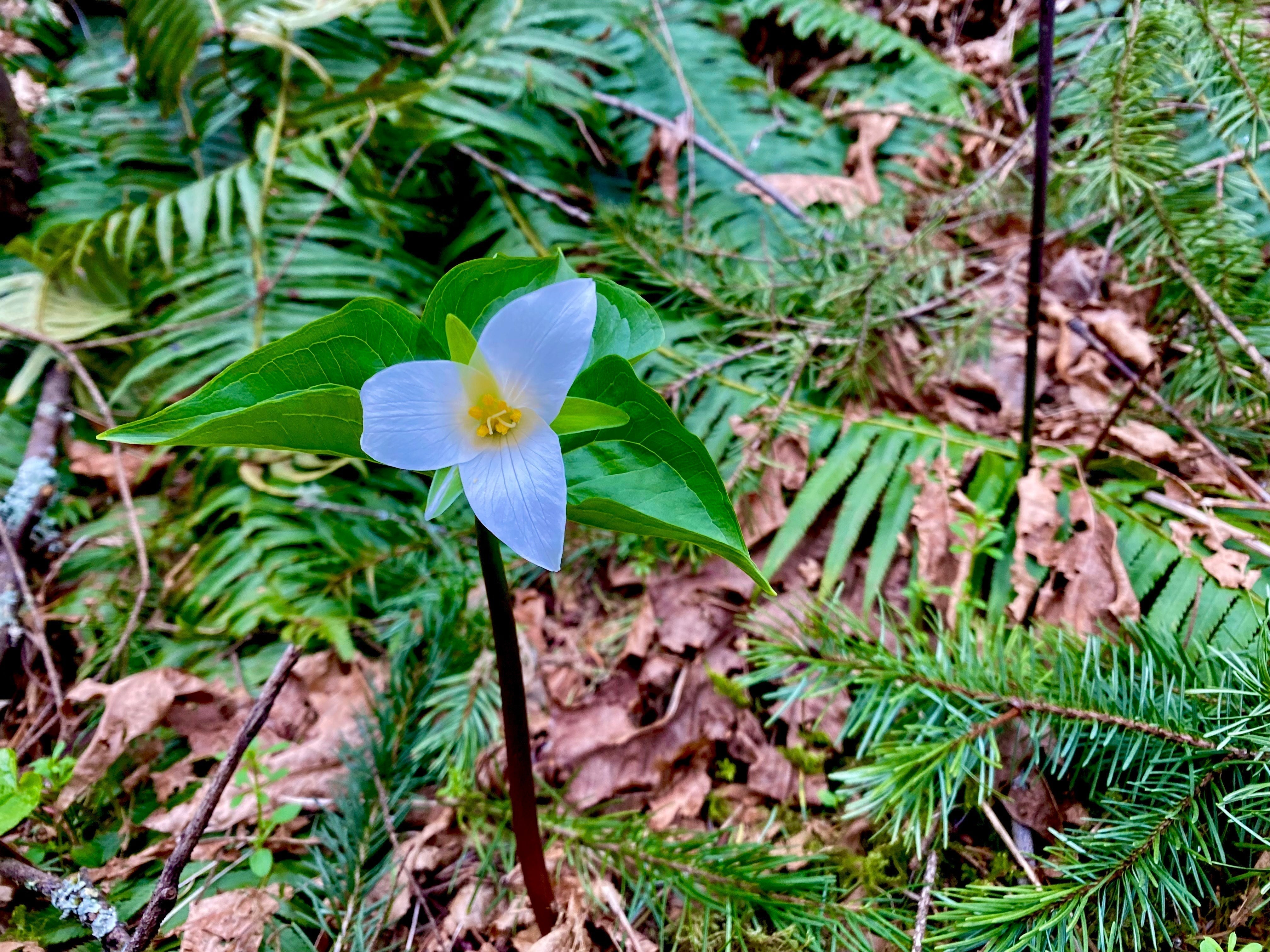The First Trillium '25